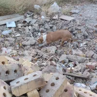 توله سگ ولش کورگی|سگ|باخزر, |دیوار