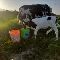 گاو شیری|حیوانات مزرعه|رودان, |دیوار