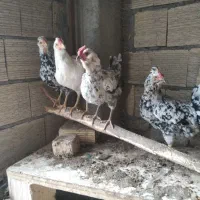 مرغ و خروس گلین طوسی چهل تاج ریش کاکل فول|حیوانات مزرعه|اصفهان, بهارستان|دیوار