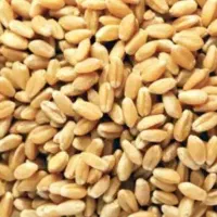 گندم پیشگام رقم حیدری وبذر یونجه سنوبری همدان