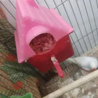 فنچ یک جفت با چهار تخم قلعه تل|پرنده|باغ ملک, |دیوار