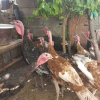 فروش بوقلمون ارگانیک