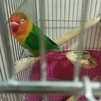 تعویض کوتوله برزیلی