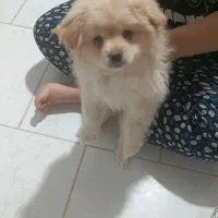 آگهی فروش سگ قیمت 18میلیون