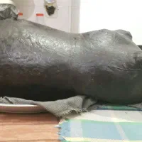 هیزه (پوست گوسفند)|صنایع دستی و سایر لوازم تزئینی|اسلامآباد غرب, |دیوار