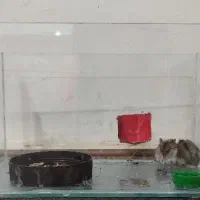 همسترمینیاتوری