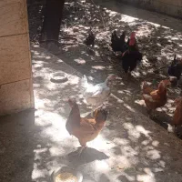 مرغ محلی نخم گزار