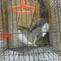 مرغ عشق|پرنده|مشهد, یاس|دیوار