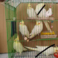 عروس هلندی نرمه خور