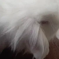 خرگوش لوپ بامزه