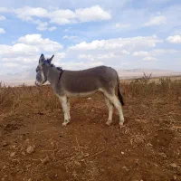 ماده خر آبستن سنگین