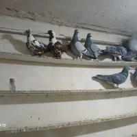 دوبر گیلانده