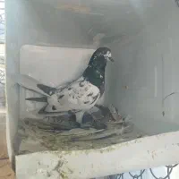 کبوتر|پرنده|رباط‌کریم, رباط‌کریم|دیوار