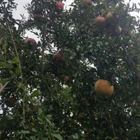 خانه باغ ویلا|فروش خانه و ویلا|لوشان, |دیوار