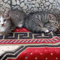 واگذار چند عدد بچه گربه|گربه|لولمان, |دیوار