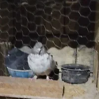 کفتر گرگی تار