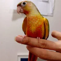 طوطی گرینچیک با قفس