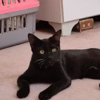 واگذاری رایگان