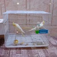 عروس هلندی|پرنده|شادگان, |دیوار