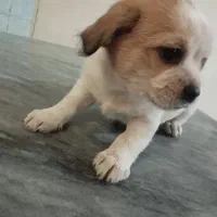 شیتزو نر و ماده