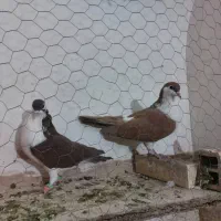 کبوتر اصفهانی|پرنده|یزد, |دیوار