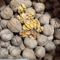 گردوی کاغذی|خوردنی و آشامیدنی|قزوین, |دیوار