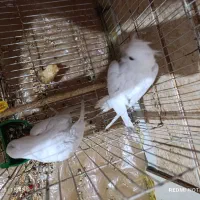 عروس پاریس آلبینو چشم شرابی