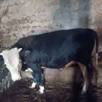 گاو نر