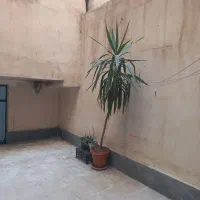 گل یوکا بزرگ|گل و گیاه طبیعی|کرج, شاهین‌ویلا|دیوار