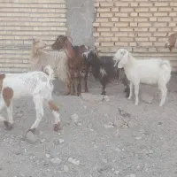 بز ۶عدد   دونر ۴ ماده|حیوانات مزرعه|شادگان, |دیوار