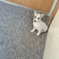 توله 3 ماه ماده گوش تیز|سگ|نیشابور, فضل|دیوار