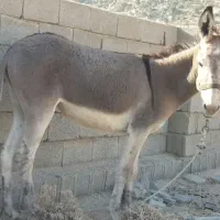 الاغ خر