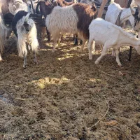 بز ومیش|حیوانات مزرعه|مهریز, |دیوار