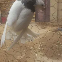 معاوضه طوقی با جوجه نامه بر|پرنده|اسدآباد, |دیوار