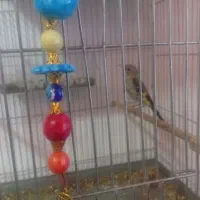 جوجه سره نر|پرنده|قدس, شهر‌قدس|دیوار