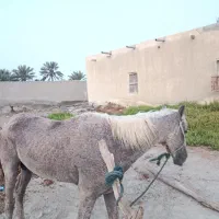 اسب|اسب و تجهیزات اسبسواری|سیریک, |دیوار