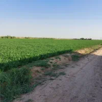 زمین گلتپه کبیر باغ ویلا دامداری سنددار|فروش دفتر صنعتی، کشاورزی، تجاری|قلعه نو, |دیوار