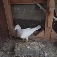 کبوتر هودی کاکلی .