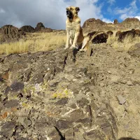 سگ سراب سگ گله|سگ|زنجان, |دیوار