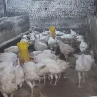 بوقلمون بیوتی 6