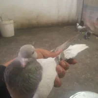 کبوتر تر کیه ای|پرنده|بروجن, |دیوار