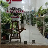 انواع گل طبیعی باقیمت های مناسب  گلسرای ستاره