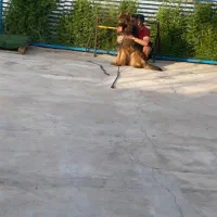 ژرمن جنسیت نر