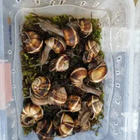 حلزون اچاتینا