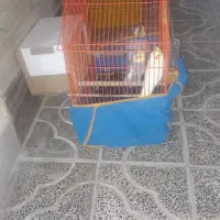 عروس هلندی مولد|پرنده|آبدانان, |دیوار