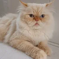 گربه پرشین نر