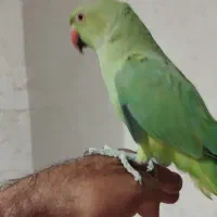 جوجه طوطی ملنگو دستی