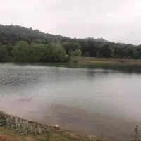 زمین تک برگ همصفا