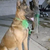 سگ جرمنی