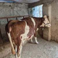 گاو سونتال ۷ ماه شکم